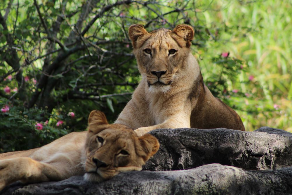 Lions relaxing in the shade