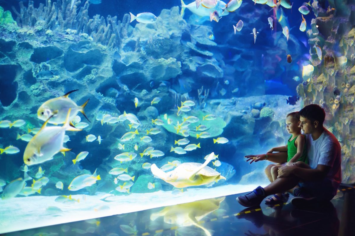 Father and child observing fish in aquarium