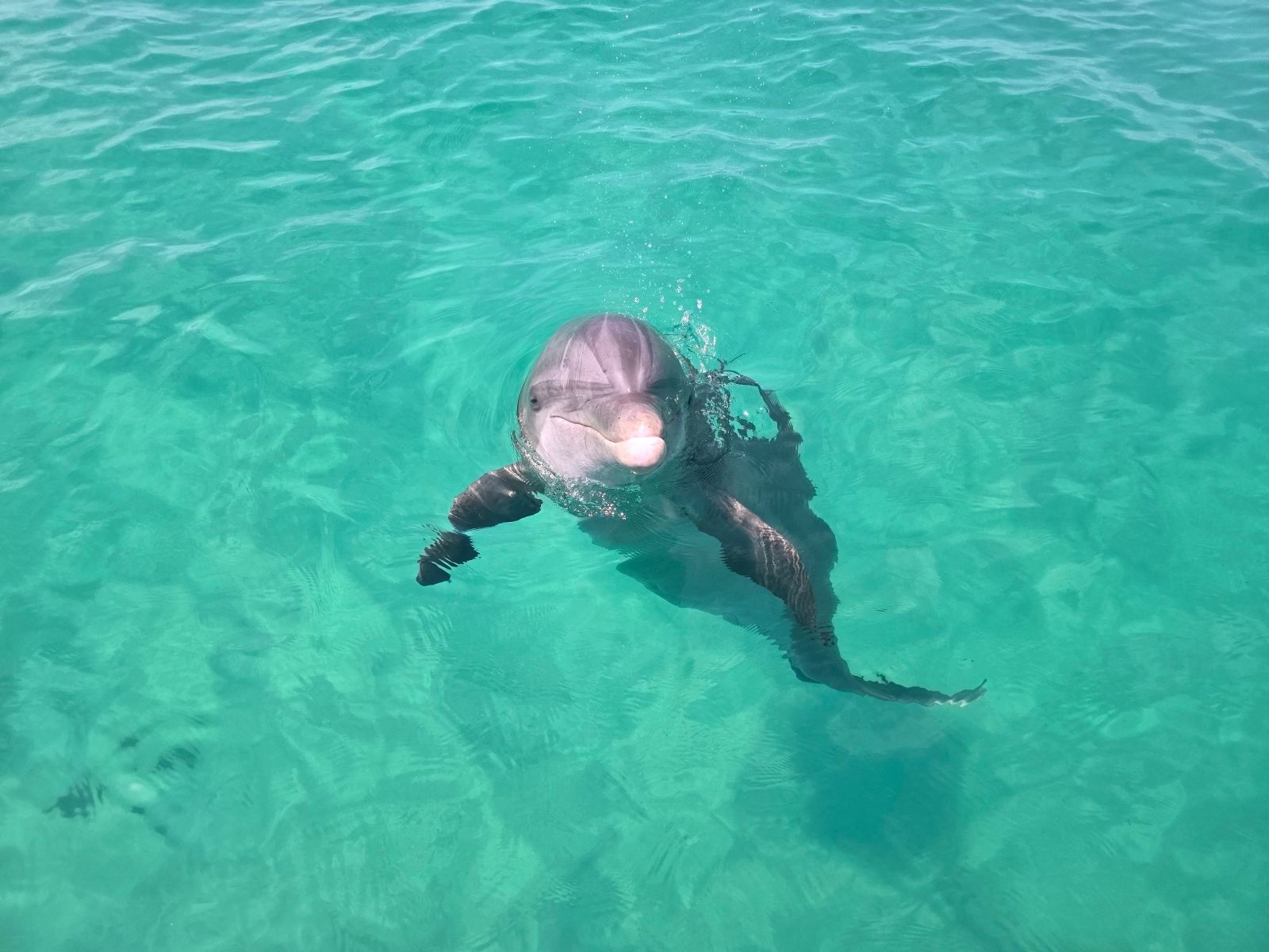dolphin tour